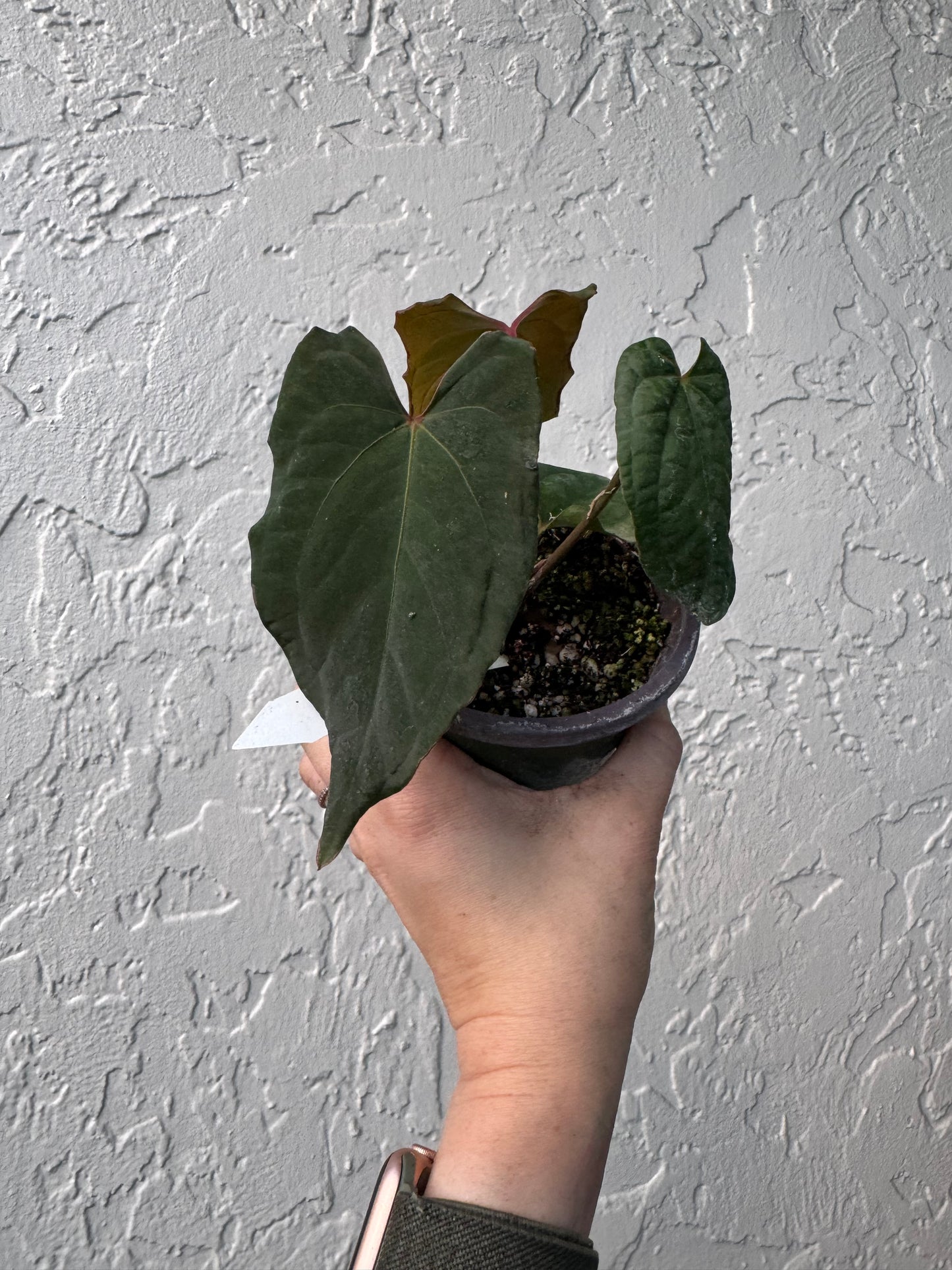 Anthurium RVDP x Kuna